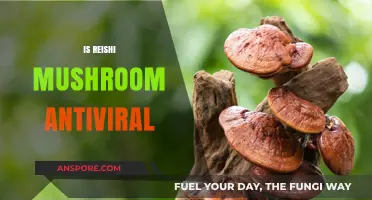 Reishi Mushrooms: Powerful Antivirals?