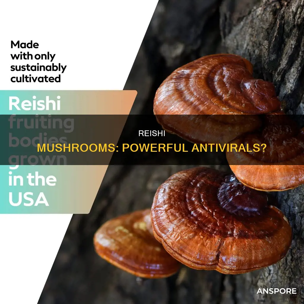 is reishi mushroom antiviral