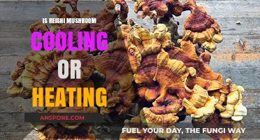 Reishi Mushroom: Cooling or Heating? Unveiling Its Thermal Nature