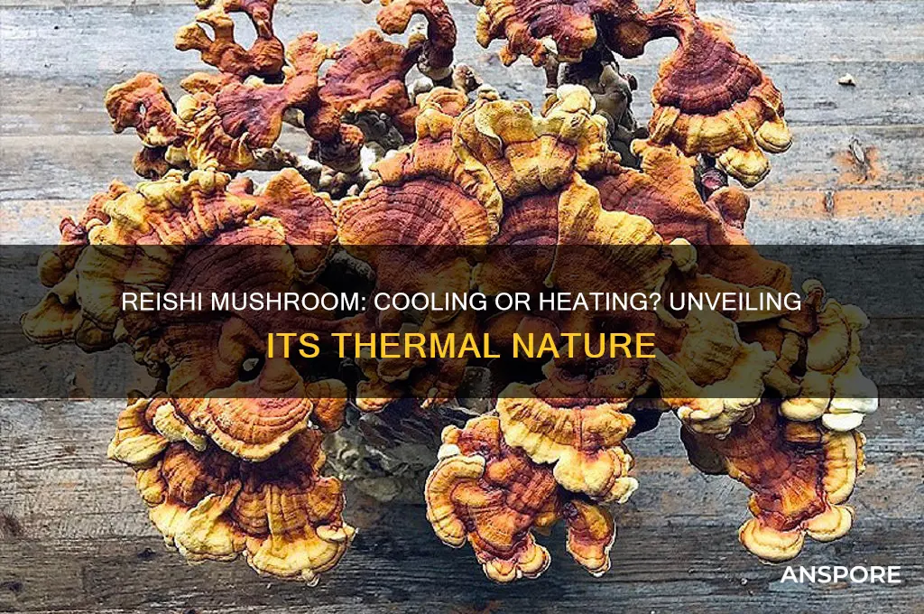 is reishi mushroom cooling or heating