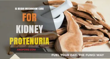 Reishi Mushroom: Potential Natural Remedy for Kidney Proteinuria?