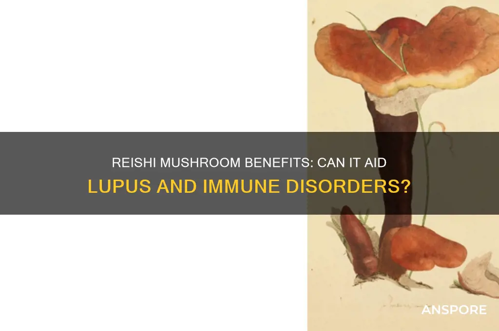is reishi mushroom good for immune disease like lupus