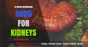 Reishi Mushroom Benefits: Supporting Kidney Health Naturally