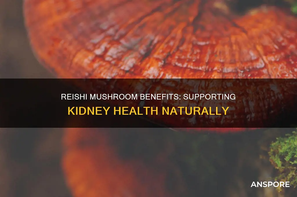 is reishi mushroom good for kidneys