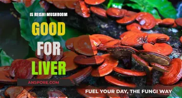 Reishi Mushroom Benefits: Can It Support Liver Health Naturally?