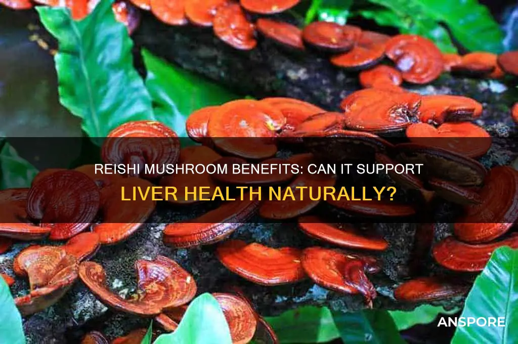 is reishi mushroom good for liver