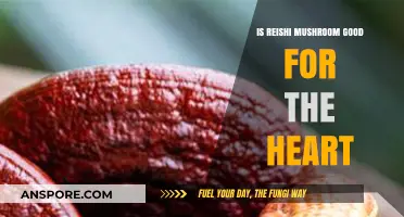 Reishi Mushroom Benefits: Boosting Heart Health Naturally and Effectively