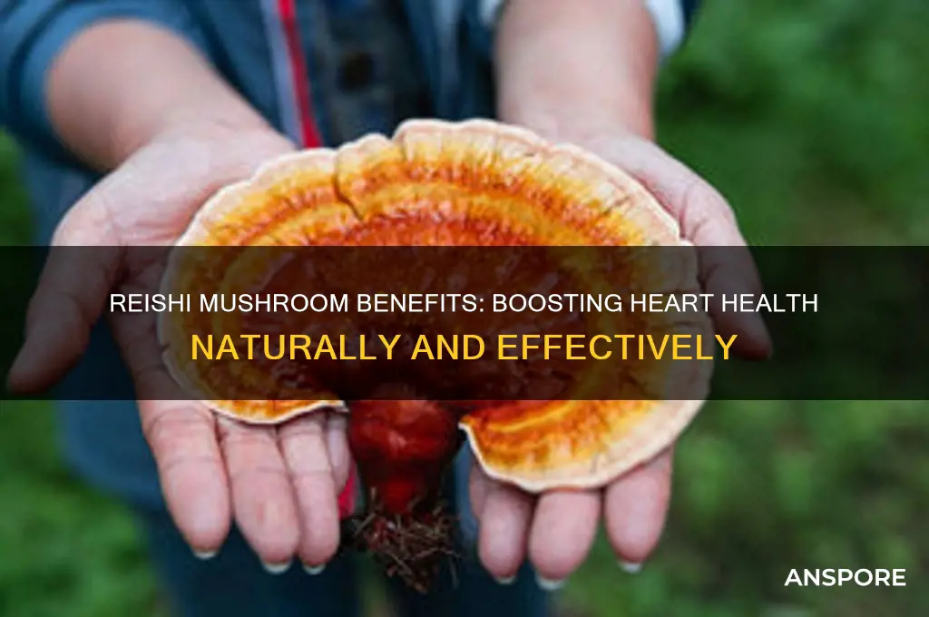 is reishi mushroom good for the heart