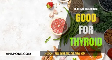 Reishi Mushroom Benefits: Can It Support Thyroid Health Naturally?