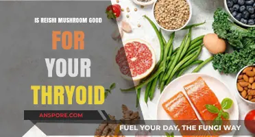 Reishi Mushroom Benefits: Supporting Thyroid Health Naturally?