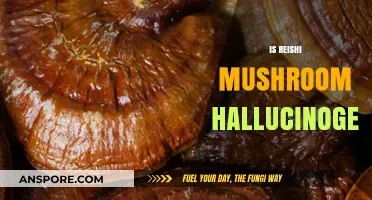 Reishi Mushrooms: Hallucinogenic or Not?