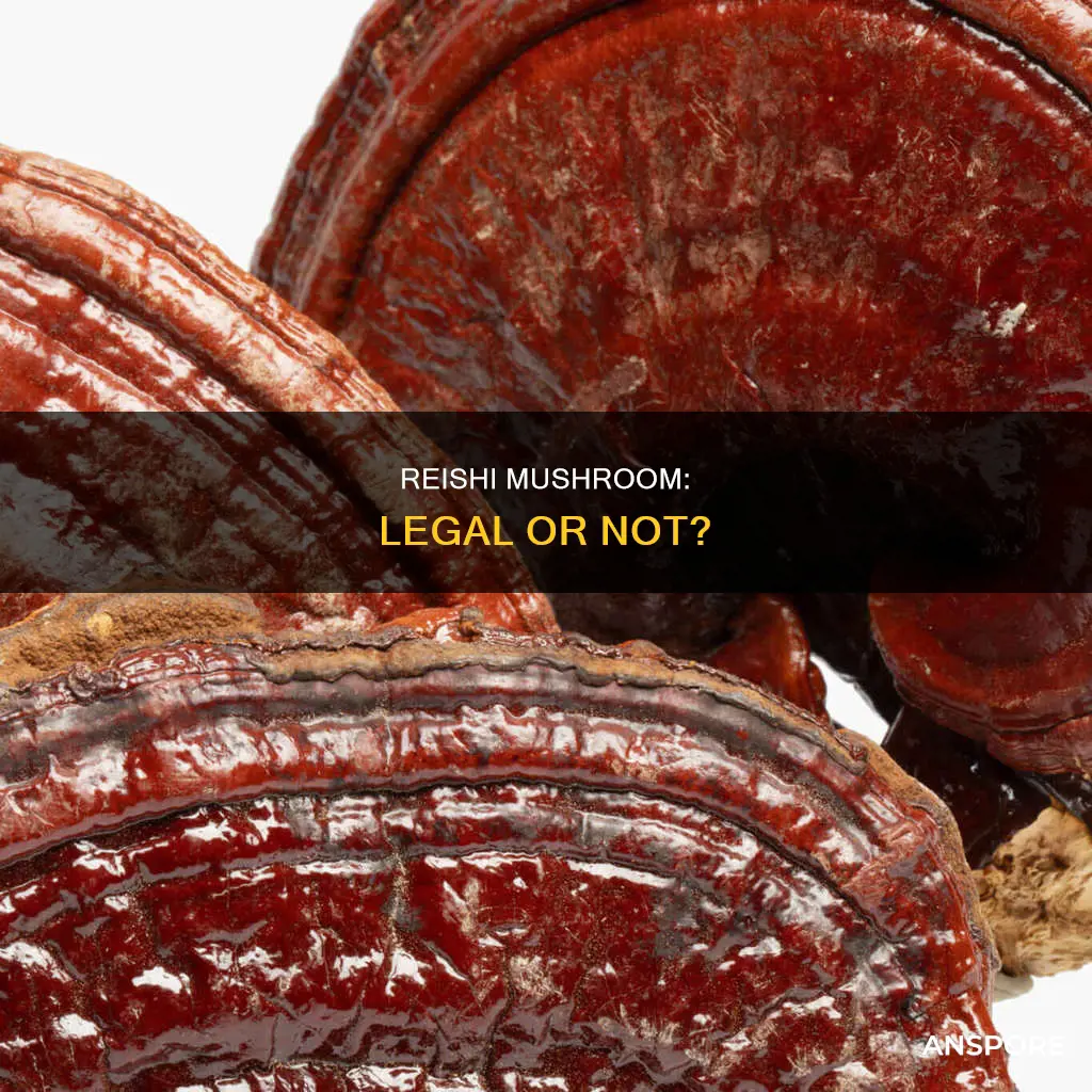 is reishi mushroom illegal