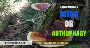 Reishi Mushroom: Unlocking mTOR Regulation and Autophagy Benefits