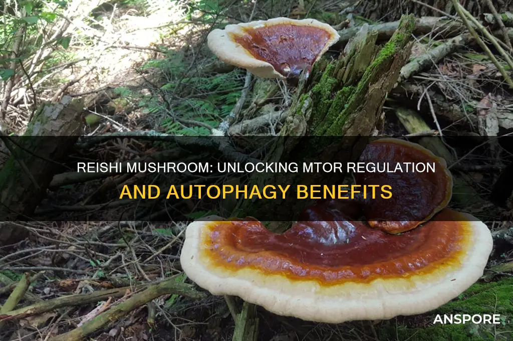 is reishi mushroom mtor or authophagy