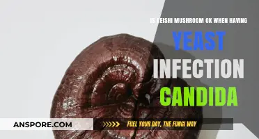 Reishi Mushroom and Candida: Safe or Risky for Yeast Infections?