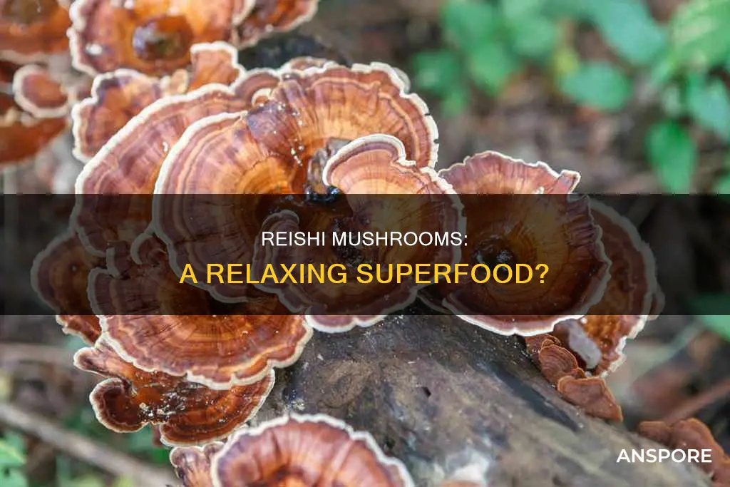 is reishi mushroom relaxing