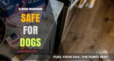 Is Reishi Mushroom Safe for Dogs? Benefits, Risks, and Dosage