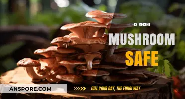 Reishi Mushrooms: Safe Superfood or Harmful Hype?