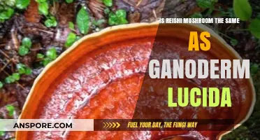 Reishi vs. Ganoderma Lucidum: Are They the Same Mushroom?