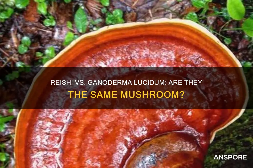 is reishi mushroom the same as ganoderma lucida