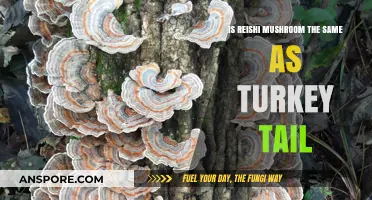 Reishi vs. Turkey Tail: Unraveling the Differences in Medicinal Mushrooms
