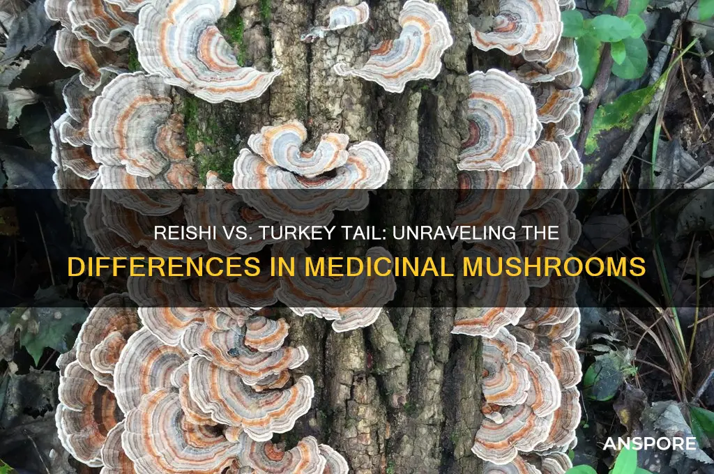 is reishi mushroom the same as turkey tail