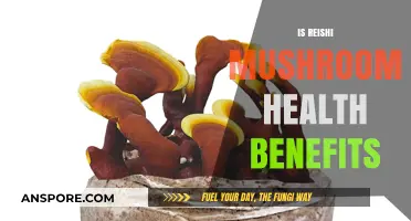 Reishi Mushrooms: Nature's Superfood for Health