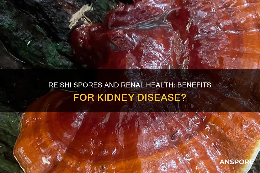 is reishi spores good for renal disease