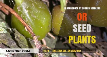 Are Spores the Seeds of Seedless Plants? Unraveling Reproduction Mysteries
