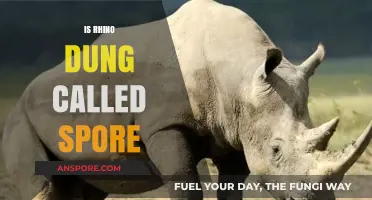 Is Rhino Dung Called Spore? Unraveling Wildlife Terminology Myths