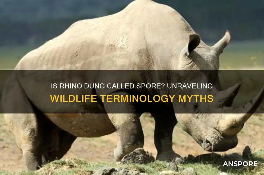 is rhino dung called spore