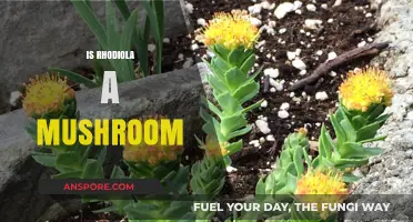 Rhodiola and Mushrooms: What's the Connection?