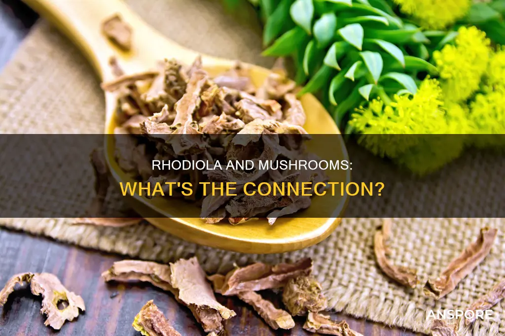 is rhodiola a mushroom