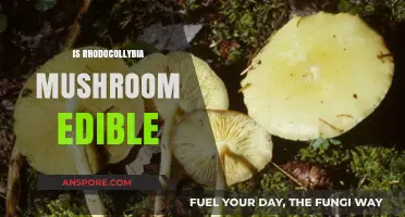 Is Rhodocollybia Mushroom Edible? A Comprehensive Guide to Safety