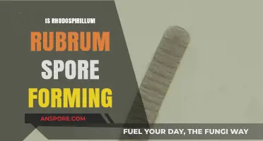 Does Rhodospirillum rubrum Form Spores? Unraveling the Truth