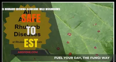 Rhubarb and Wild Mushrooms: Safe to Eat Together or Risky?