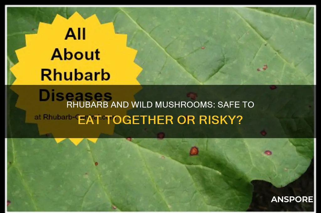 is rhubarb growing alongside wild mushrooms safe to est