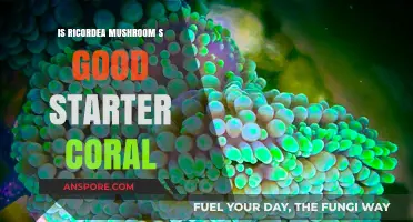 Ricordea Mushroom: Ideal Beginner Coral for Your Reef Tank?