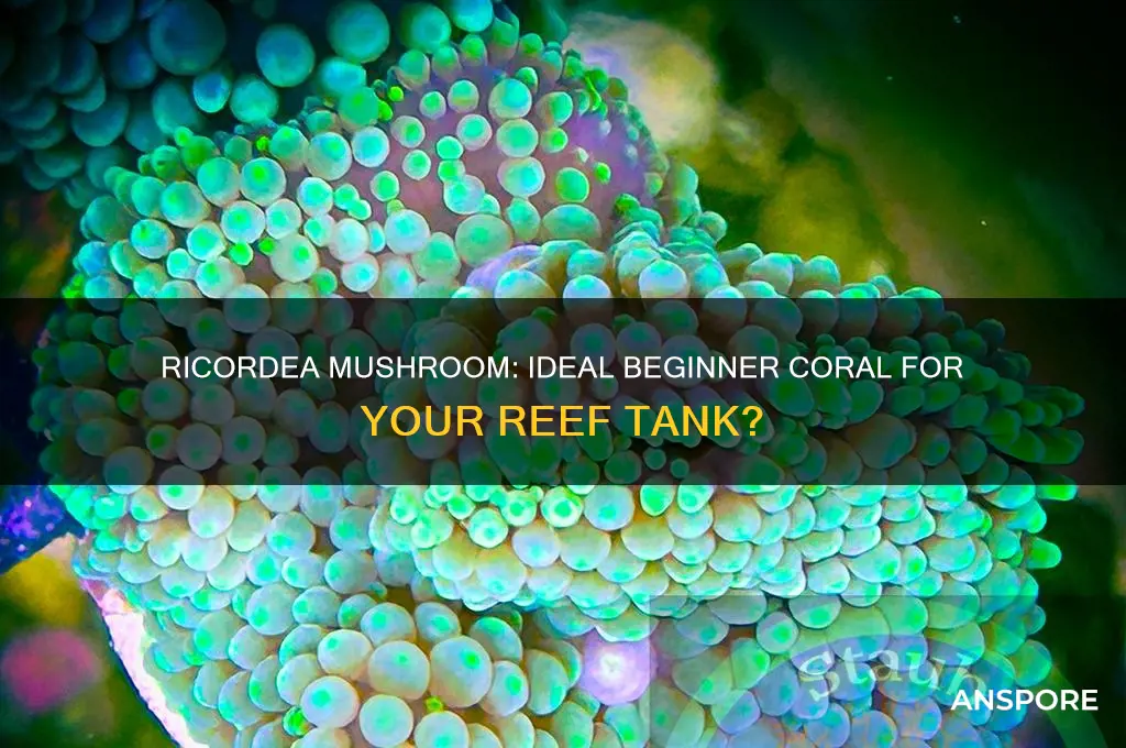 is ricordea mushroom s good starter coral