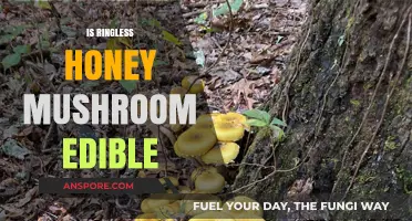 Ringless Honey Mushroom: Edible or Not? A Comprehensive Guide