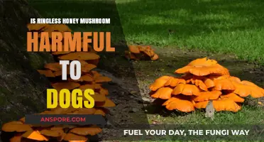 Ringless Honey Mushroom: Is It Harmful to Dogs? Find Out Now