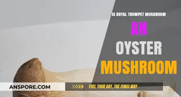 Royal Trumpet vs. Oyster Mushrooms: Unveiling the Key Differences