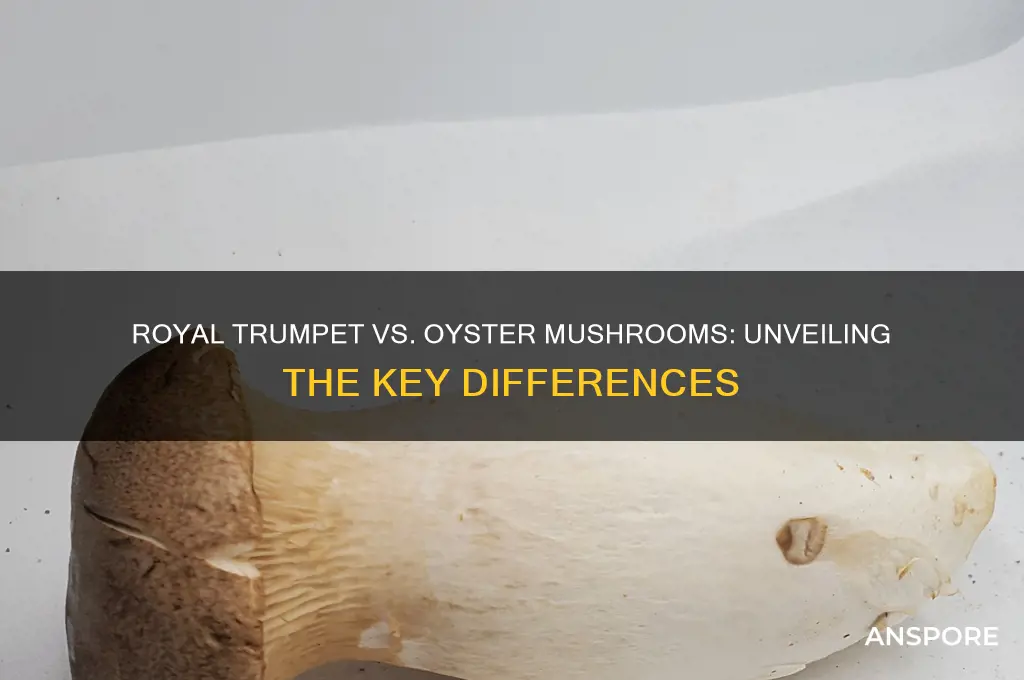 is royal trumpet mushroom an oyster mushroom