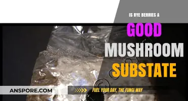 Rye Berries as Mushroom Substrate: Benefits, Uses, and Effectiveness