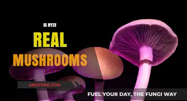 Ryze Real Mushrooms: Are They Worth the Hype?