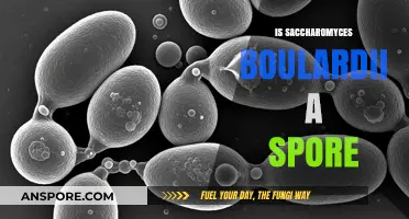 Saccharomyces Boulardii: Understanding Its Nature and Spore Formation