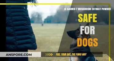 Sacred 7 Mushroom Extract Powder: Safe for Dogs or Risky?