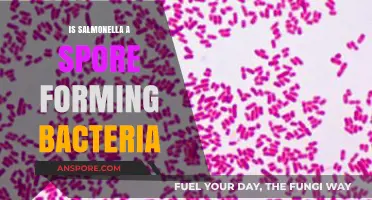 Is Salmonella Spore-Forming? Unraveling the Bacteria's Survival Mechanisms