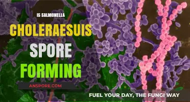 Does Salmonella Choleraesuis Form Spores? Unraveling the Facts