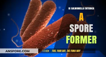 Does Salmonella Enterica Form Spores? Unraveling the Truth